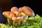 mushrooms, wild mushrooms, spore, sponge, fungi, fruiting body, mushroom disks, fungal species, mushroom species, mycology, forest mushrooms, nature, small mushrooms, close up, macro, mushrooms, mushrooms, mushrooms, mushrooms, mushrooms, fungi